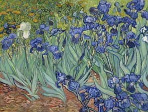 LES IRIS LES IRIS